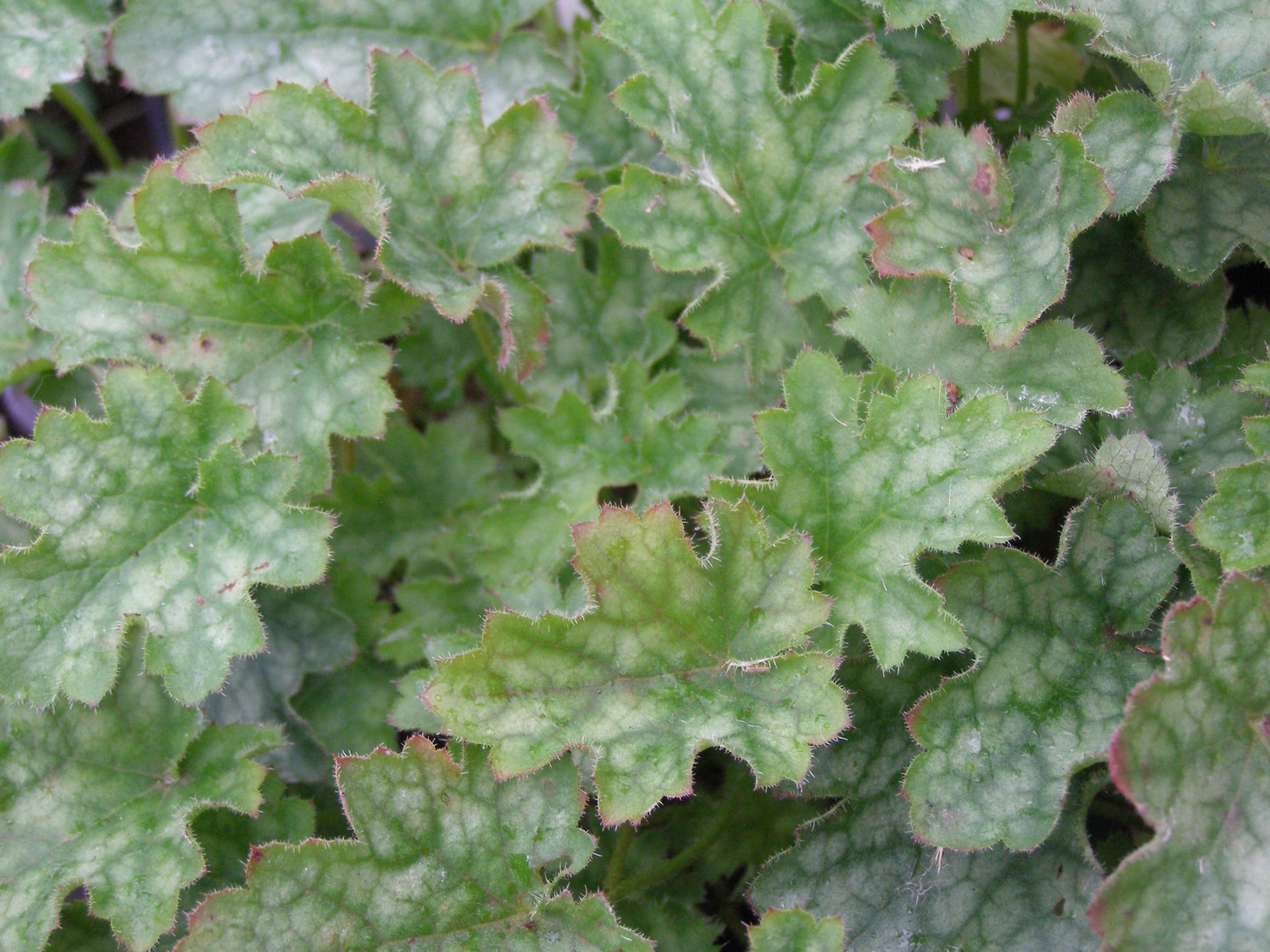 Heuchera sanguinea 'Alba'